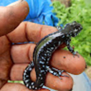 Meet your Posher, Marriah